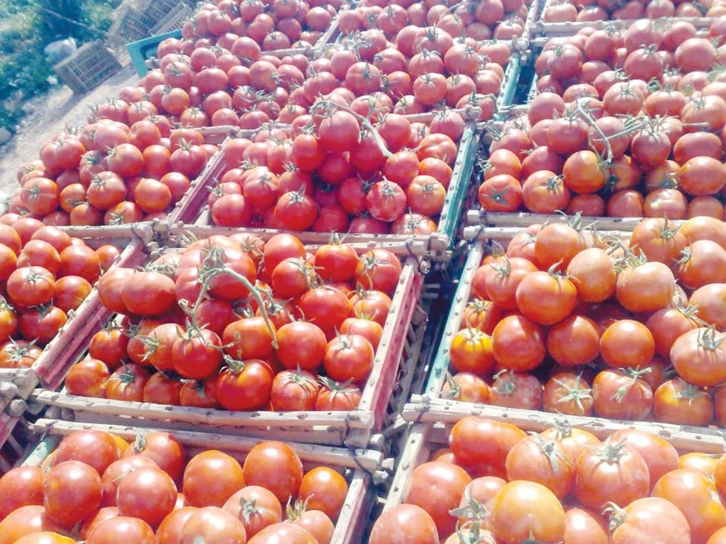 اسعار الطماطم اليوم