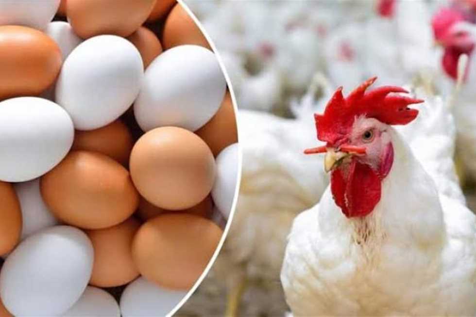 ثبات سعر البيض النهاردة بعد العيد